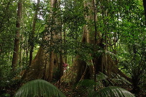 Patrick Blanc between two giant Tetrameles nudiflora, Khao Panombencha NP, Thailand, Oct 2014