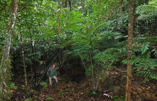 Patrick Blanc between two king ferns, Ptisana attenuata with black petioles and Angiopteris evecta with green petioles, Mt Koghi, New Caledonia, Aug. 2023