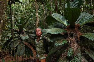 Patrick Blanc between two monocaulous Atractocarpus confertus collecting the leaves falling from the forest canopy as a litter trapping shrub, Parc Riviere Bleue, New Caledonia, Aug. 2023