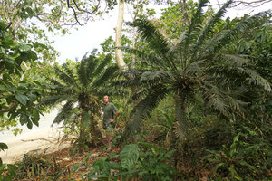 Patrick Blanc between two old individuals of Cycas edentata on sandy seashore, Macleod Is.,Tanintharyi, Myanmar, Jan. 2018