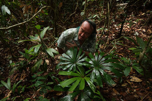 Patrick Blanc between two small understorey palms, Pinanga lepidota and Licuala olivifera, Deramakot FR, Sabah, Borneo, July 2022