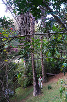Patrick Blanc between two tall Ravenala blancii surviving as witness of forest remnants in the Vakona Forest Lodge park, Andasibe, Madagascar, Aug. 2024