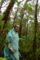 Patrick Blanc by a usual rainy day in front of the palm Veitchia simulans, Des Voeux peak, Taveuni, Fiji, Aug. 2016