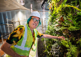 Patrick Blanc checking the growth of his Begonia blancii on the structures of the new transit garden at Changi T 2, Aug. 2023