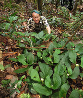 Patrick Blanc climbing a forest understory slope to reach a Pentaphragma begoniaefolium population, Perak, Malaysia, May 2014