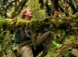 Patrick Blanc climbing among mossy branches, Laryé, West Papua, April 2000