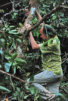 Patrick Blanc climbing in a tree to observe the growth habits of mature tree crowns during the Canopy Raft, Radeau des Cimes expedition preparation, Phou Hin Poun NBCA, Khammouane, Laos, Jan. 2012