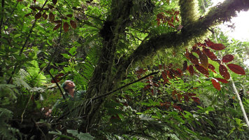 Patrick Blanc climbing on a tree to observe the epiphytic Medinilla cf. mortonii exhibiting bright red under surface of the leaves, Imbu Rano, Kolombangara, Solomon Islands, Sept. 2019