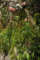 Patrick Blanc climbing on the vertical rocks of a waterfall to observe Pilea melastomoides, Coonoor, Tamil Nadu, India, Jan. 2023