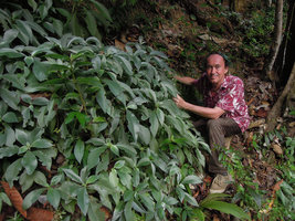 Patrick Blanc close to a population of the Gesneriaceae family, probably Codonoboea pyroliflora, Trengganu, Malaysia, May 2014