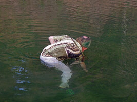 Patrick Blanc collecting herbarium specimens of Cryptocoryne crispatula var. balansae during the Canopy Raft, Radeau des Cimes expedition preparation, Phou Hin Poun NBCA, Khammouane, Laos, Jan. 2012