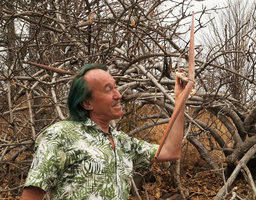 Patrick Blanc considering the huge dry follicle fruits of Strophanthus kombe, South Luangwa NP, Zambia, Sept. 2017.jpeg
