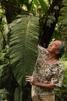 Patrick Blanc considering the huge leaf of Scindapsus altissimus, Tenaru Falls, Guadalcanal, Solomon Islands, Sept. 2019