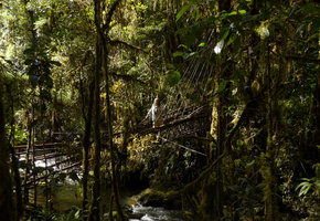 Patrick Blanc crossing a forest stream in the mossy forest on a traditional wooden and rattan bridge, Tari, 2000 m asl, Hela, Papua New Guinea, March 2016