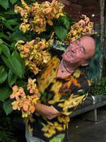 Patrick Blanc cryptic among the calicophylls of Mussaenda &#039;Calcutta Sunset&#039; in Singapore, April 2025