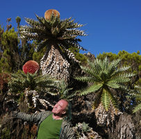 Patrick Blanc dazzled by afternoon sun while looking at the huge flower heads of Echinops longisetus, base of Sanetti Plateau, 3800 m asl, Bale NP, Ethiopia, Jan. 2019