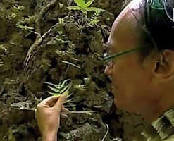 Patrick Blanc discovering Begonia pteridiformis two years before the officially reported discovery, Khao Sok NP, Thailand, Aug. 2006