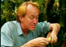 Patrick Blanc eating sweet potato in Una village, Langda, Laryé, West Papua, April 2000