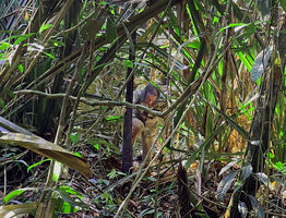 Patrick Blanc emerging from a freshwater forest swamp among the spiny leaves of Benstonea (syn. Pandanus) atrocarpa, Bukit Timah NR, Singapore, Nov. 2023