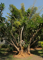 Patrick Blanc emerging from an old Dracaena steudneri at the Latitude 13 hotel, Lilongwe, Malawi, Aug. 2017