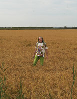 Patrick Blanc emerging from a ripe rice field, Camargue, France, Sept. 2017