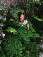 Patrick Blanc emerging from Osmunda regalis, PN de l&#039;Aiguille, Theoule, France, June 2021
