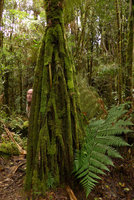 Patrick Blanc emerging from Pandanus stilt roots covered by mosses, Kumul, 2800 m asl, Mount Hagen, Papua New Guinea, March 2016