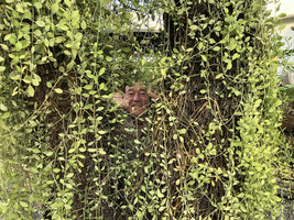 Patrick Blanc emerging from the curtain of Dischidia oiantha leafy stems covering a street tree trunk, Tanglin, Singapore, Nov. 2019