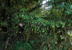 Patrick Blanc emerging from the dense curtain of the epiphytic Peperomia abyssinica, Harenna forest, 2300 m asl, Bale NP, Ethiopia, Jan. 2019