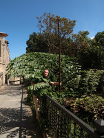 Patrick Blanc emerging from the giant compound leaf of Caryota obtusa, Ba Na Hills, Da Nang, Vietnam, Oct.2018