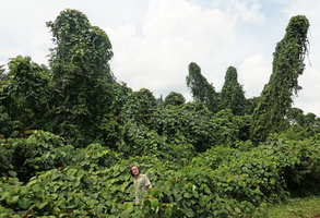 Patrick Blanc emerging from the native but invasive Merremia peltata, Johore, Malaysia, April 2017