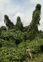 Patrick Blanc emerging from the native but invasive Merremia peltata with bright yellow flowers, Johore, Malaysia, April 2017