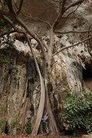 Patrick Blanc emerging from the roots of a Ficus installed on vertical limestone cliff, Railay, Krabi, Thailand, June 2019