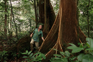 Patrick Blanc emerging from tree buttresses, Gunung Mulu NP, Sarawak, Borneo, Sept. 2018