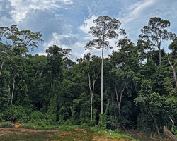 Patrick Blanc entering the primary forest remnants near K. Tembeling, Malaysia, Sept. 2025