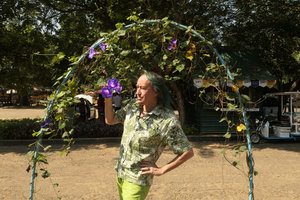 Patrick Blanc evaluating the huge flowers of a cultivated form of Ipomoea indica, Hlawga NP, Yangon, Myanmar, Dec. 2017