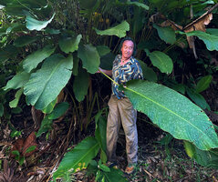 Patrick Blanc evaluating the size of the leaf of Phrynium giganteum, Batanta, Raja Ampat, West Papua, May 2025
