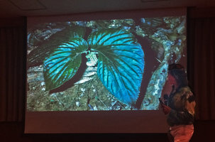 Patrick Blanc explaining the growth habits of Pentaphragma begoniaefolium at his conference, Kaohsiung, Taiwan, Oct. 2015