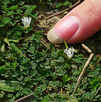 Patrick Blanc finger and the tiny carpeting Mimosa viva with white stamens, Baracoa, Cuba, Feb. 2017.jpeg