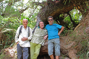 Patrick Blanc, Frantz Limier and Denis Richoux on a fallen Acacia heterophylla trunk, Belouve, La Reunion, Oct. 2015