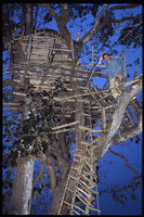Patrick Blanc going down his tree top house, Khao Sk, Thailand, Aug. 1987