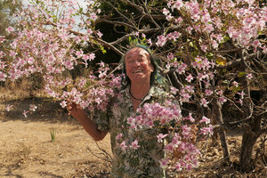 Patrick Blanc happy among flowering branches of Stereospermum kunthianum, South Luangwa NP, Zambia, Sept. 2017