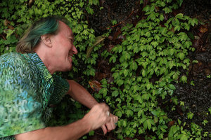 Patrick Blanc happy while looking at an Elatostema covering a vertical seeping rock, Mt Kinabalu, Sabah, Borneo, Aug. 2018