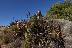 Patrick Blanc hidden by a clump of Aloe steudneri, Simien NP, Ethiopia, Jan. 2019