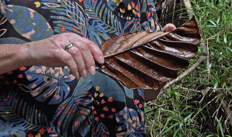 Patrick Blanc holding a big dry leaf of Dipterocarpus insgnis, Makandawa, Kitulgala, Sri Lanka, Nov. 2024