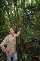 Patrick Blanc holding a Cercestis camerunensis detached from its support tree trunk, Ebodje, Campo, Cameroon, Sept. 2023