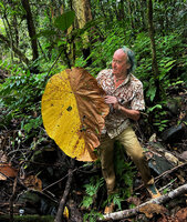 Patrick Blanc holding a drying leaf of Macaranga magnifolia, Ndabou, 500 m asl, Arfak Mts, West Papua, May 2025