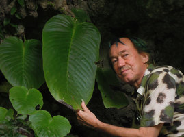 Patrick Blanc holding a giant Monophyllaea elongata macrocotyledon, Gua Tempurung, Perak, Malaysia