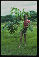 Patrick Blanc holding a mature specimen of Cercestis camerunensis in Dec. 1983, thinking about a new species since he was not aware of the publication by Colette Ntépé two years before, M'Passa field station, Makokou, Gabon
