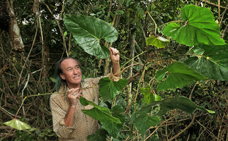 Patrick Blanc holding an adult flowering individual of Cercestis blancii, Nkol Elon, Campo, Cameroon, March 2017
